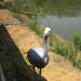 Blue Crane 