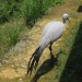 Blue Crane